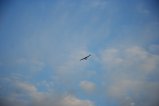 thumbnails/001-IMG_9837.JPG.small.jpeg