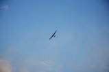 thumbnails/002-IMG_9839.JPG.small.jpeg