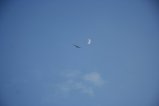 thumbnails/005-IMG_9895.JPG.small.jpeg